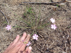 Dianthus polymorphus