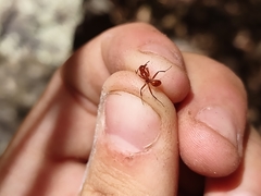 Camponotus schaefferi