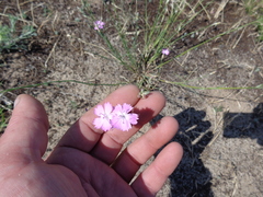 Dianthus polymorphus