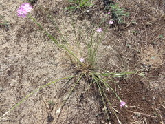 Dianthus polymorphus