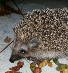 Erinaceus roumanicus