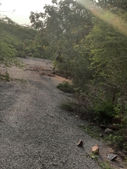 Boselaphus tragocamelus