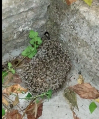 Erinaceus roumanicus