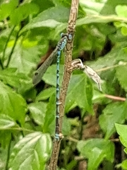 Indolestes peregrinus