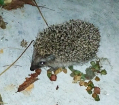 Erinaceus roumanicus