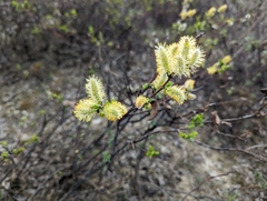 Salix pulchra