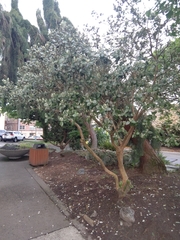 Feijoa sellowiana