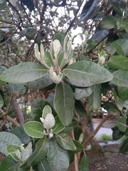 Feijoa sellowiana