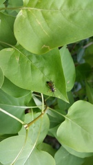 Colpotrochia cincta