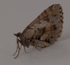 Asaphodes