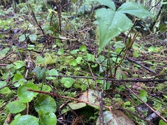 Trillium ovatum