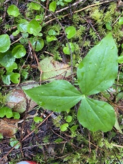 Trillium ovatum