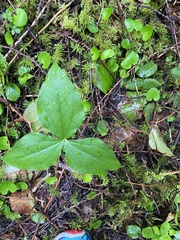 Trillium ovatum