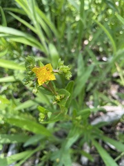 Hypericum sphaerocarpum