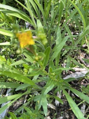 Hypericum sphaerocarpum