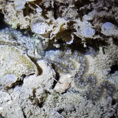 Ophiotrichidae
