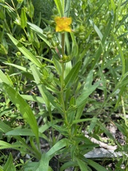 Hypericum sphaerocarpum