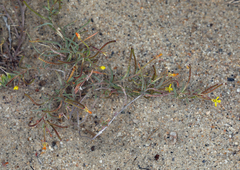 Camissonia parvula