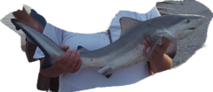 Carcharhinus