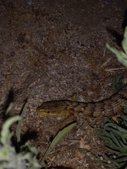 Elgaria multicarinata