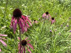 Echinacea simulata
