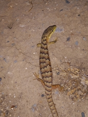 Elgaria multicarinata