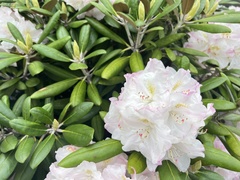Rhododendron