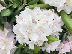 Rhododendron