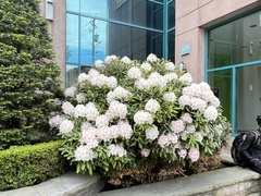 Rhododendron