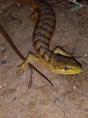 Elgaria multicarinata