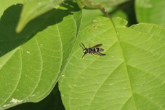 Ancistrocerus adiabatus