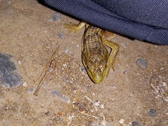 Elgaria multicarinata