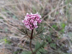 Valeriana alternifolia