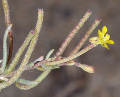 Camissonia parvula