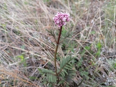 Valeriana alternifolia