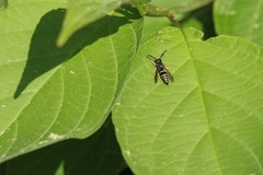 Ancistrocerus adiabatus