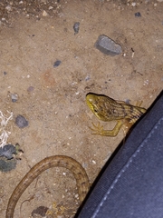 Elgaria multicarinata