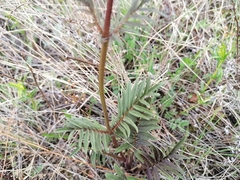 Valeriana alternifolia