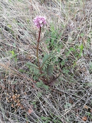 Valeriana alternifolia