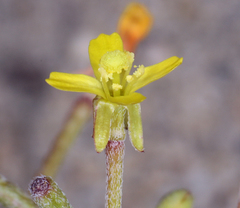 Camissonia parvula