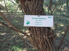 Scutia myrtina