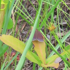 Argyrostrotis deleta