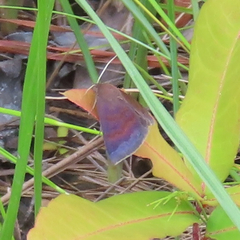 Argyrostrotis deleta