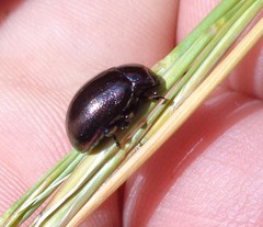 Chrysolina cerealis