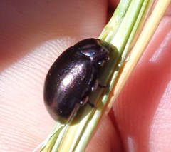 Chrysolina cerealis