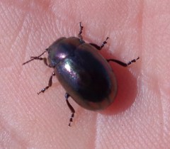 Chrysolina cerealis