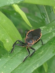 Apiomerus crassipes