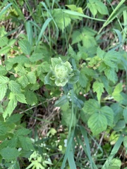 Castilleja unalaschcensis