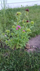Dianthus barbatus
