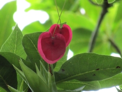 Passiflora membranacea